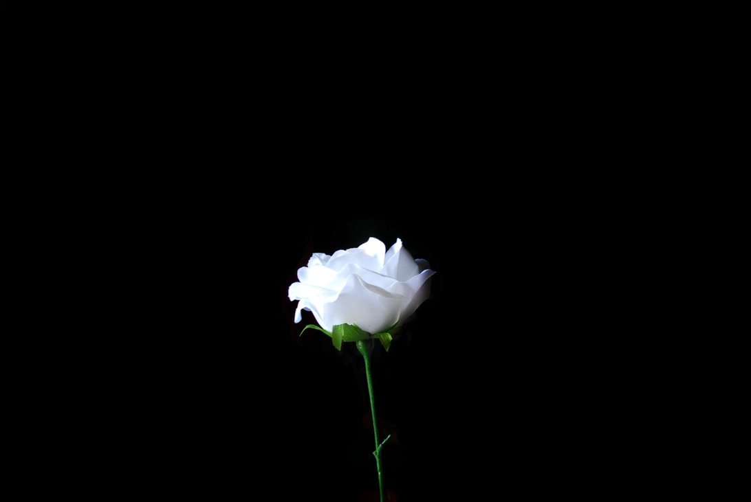 Pope Francis’ white rose